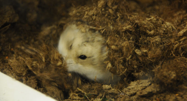 En sjuk hamster som gömmer sig.