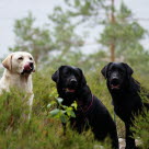 Tre labradorer sitter i skogen. 
