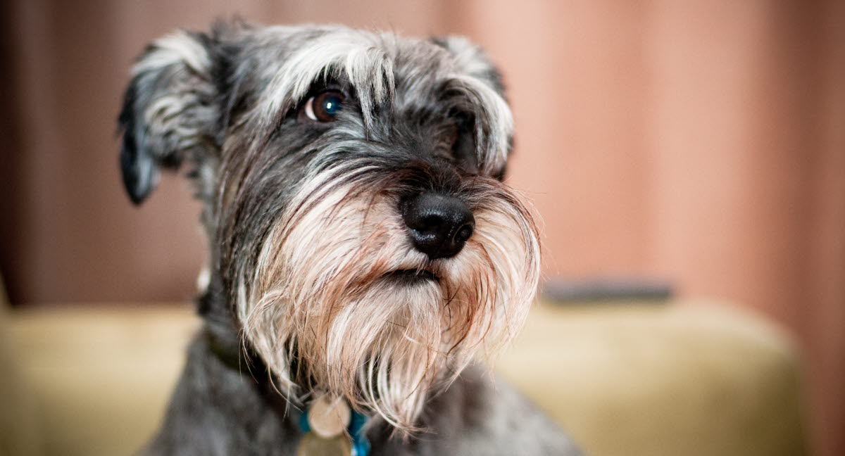 Att adoptera en vuxen hund Agria Djurförsäkring