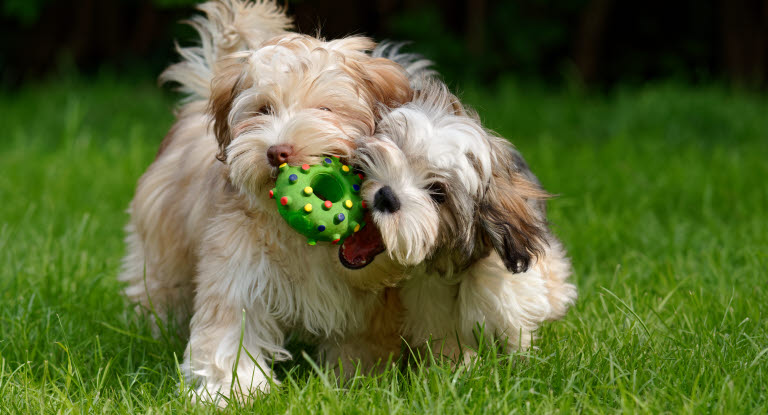 Hundar som leker med bitleksak.