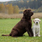 Vuxen hund och valp sitter bredvid varandra.