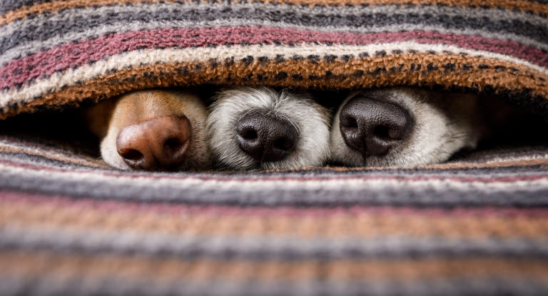 Tre hundnosar, kan ha drabbats av noskvalster.