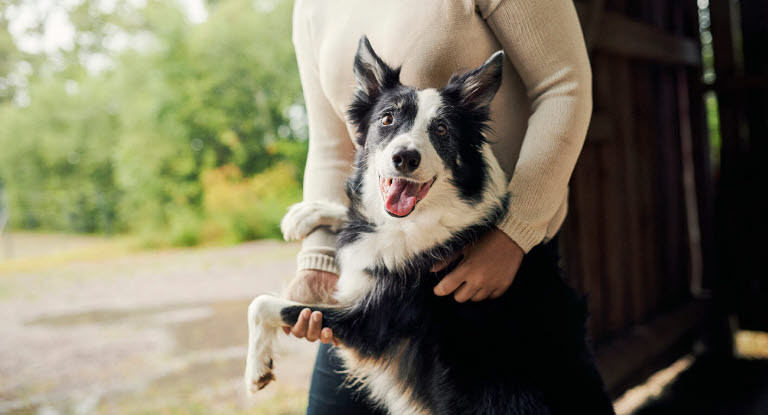 Tumörer är en vanlig orsak till veterinärbesök, känn därför igenom din hund regelbundet.