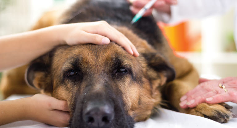Hunden kan behöva uppsöka veterinär om den blir sjuk eller skadad.