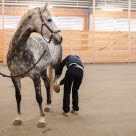 Böjprov är en del av veterinärbesiktning på häst.