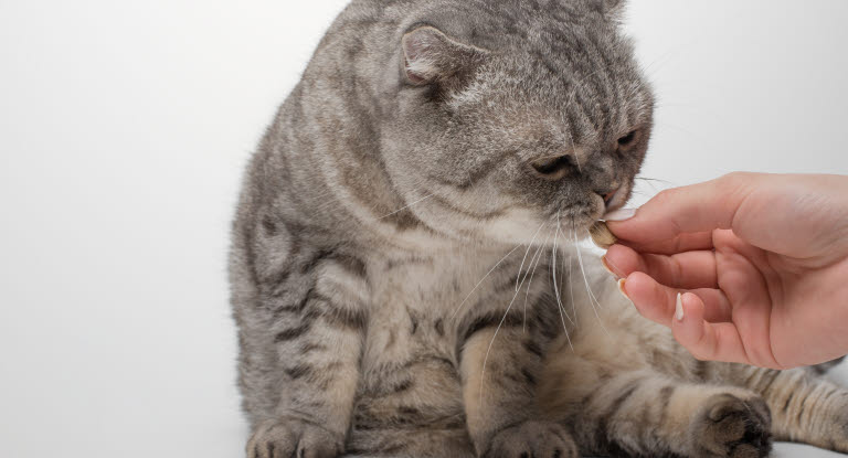 Katt får p-piller av sin ägare.