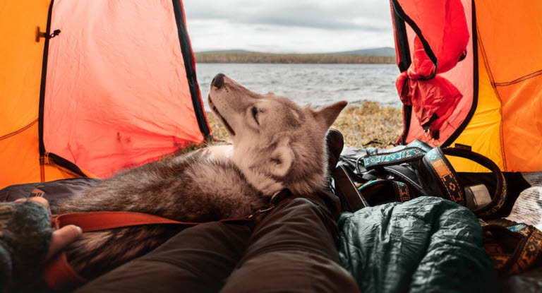 Hund som ligger i tält på semestern.
