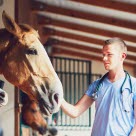 Veterinär undersöker häst för skador och sjukdomar.