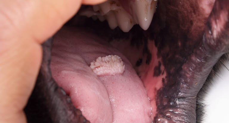 Hund med ett oralat papillom på sin tunga.