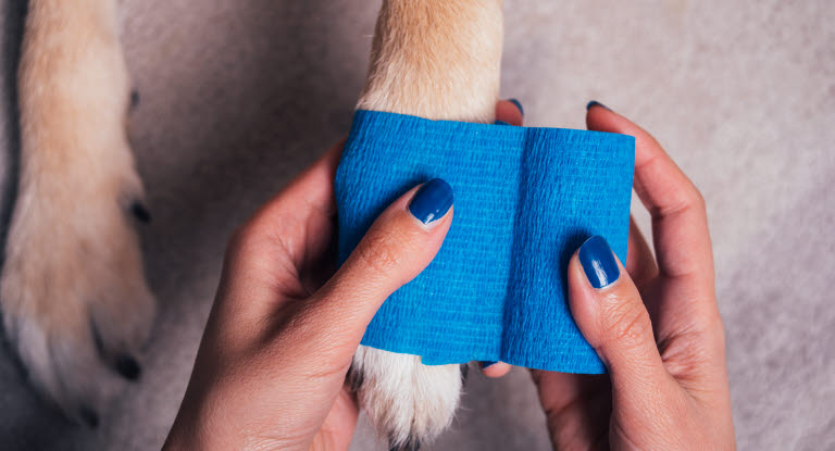 Tassbandage från en första hjälpen väska lindas in på hundens tass.
