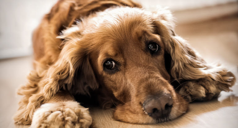 Hund som kräks eller har diarré kan bli trött.