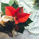 Katt nosar på julstjärna, en av flera farliga julblommor för katten i advent och jultid.