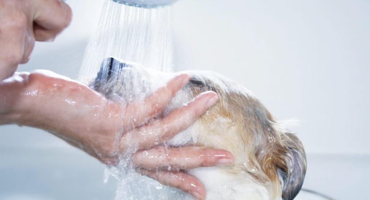 Demodex hos hund Agria Djurförsäkring