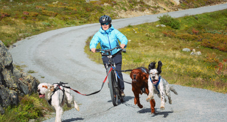 Cykla med hund en bra motionsform