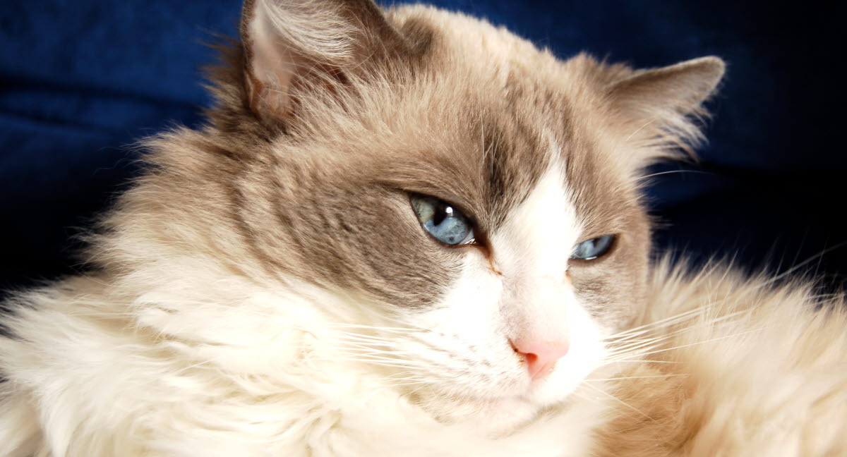 Använd inte Exspot på din katt Agria Djurförsäkring