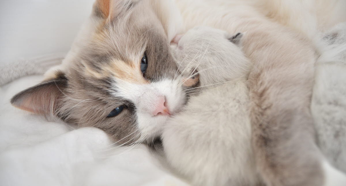 Hur Många Kattungar Kan En Katt Få Så länge är en katt dräktig - Agria Djurförsäkring