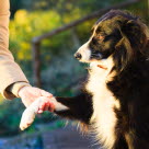 Stukning hos hund