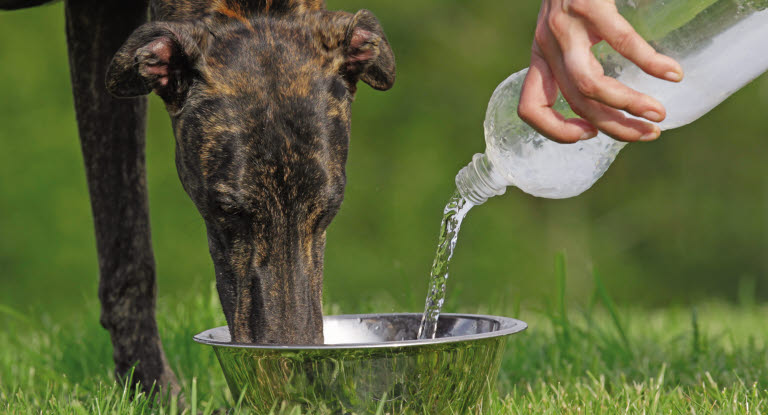 Hund som dricker, kan vara tecken på livmoderinflammation hos hund.
