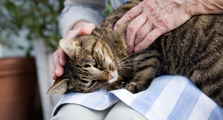 Äldre katter lider ofta av ledsjukdomar som artros.