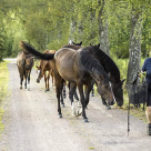 Uppfödaren och Agriaombudet Monica Björkdahl med några av sina hästar.
