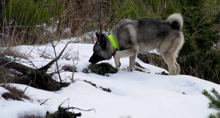 Jakthund spårar efter ett djur i skogen.