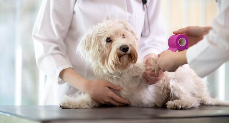 Benbrott på hund blir gipsat hos veterinären.