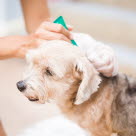 Hund får spot-on fästingmedel applicerat i nacken.