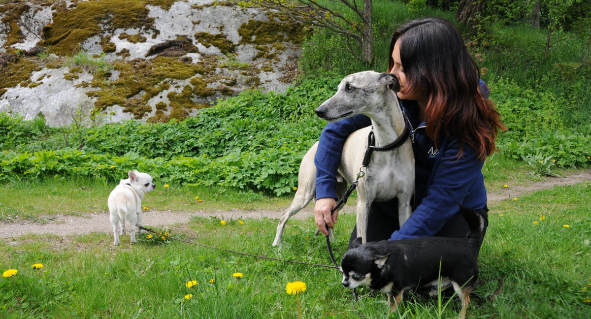 Agrias ombud Agria Djurförsäkring