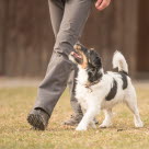 Jack Russel Terriers vanliga (och mindre vanliga) sjukdomar och skador