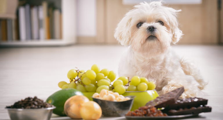 Vindruvor och russin kan orsaka akut njursvikt hos hund.