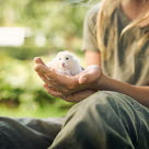 Wet tail är en allvarlig sjukdom hos hamstrar