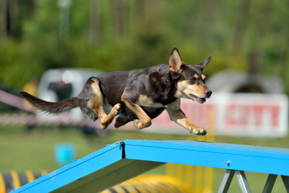 Hund springer på balansbräda i agility.
