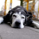 Efter ett epilepsianfall blir hunden ofta trött och desorienterad.