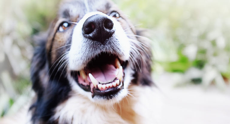 Hundar kan drabbas av sjukdomar i munnen.