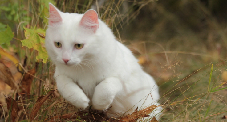 Vit katt hoppar fram bland gräs om hösten