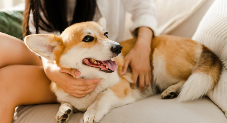Kvinna känner igenom sin hund för att upptäcka förstorade lymfkörtlar i tid