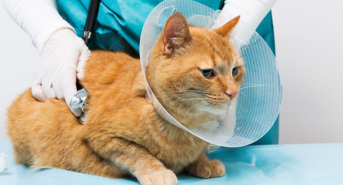 Svullnad kan vara bitsår från annan katt Agria Djurförsäkring