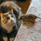 Katt som fångar insjuknad råtta kan bli förgiftad av råttgiftet.