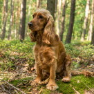 Engelsk cocker spaniel sitter i skogen.