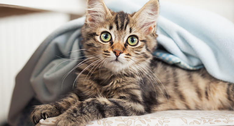 Katter kan bli förgiftade av lök och vitlök..