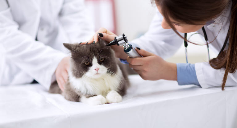 Katt blir undersökt i öronen av veterinär.