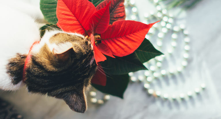 Katt nosar på julstjärna, en av flera farliga julblommor för katten i advent och jultid.