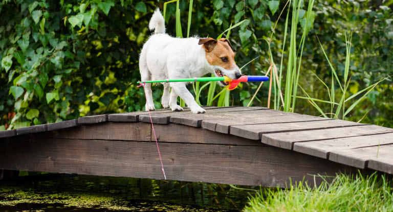 Hund med fiskespö i munnen.