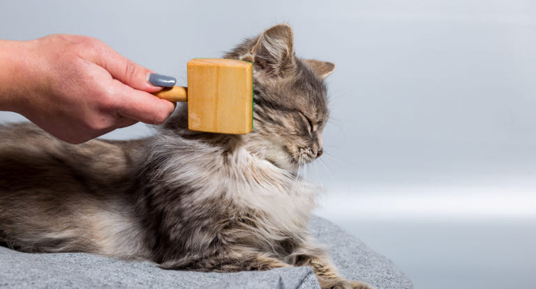 Ta hand om kattens päls