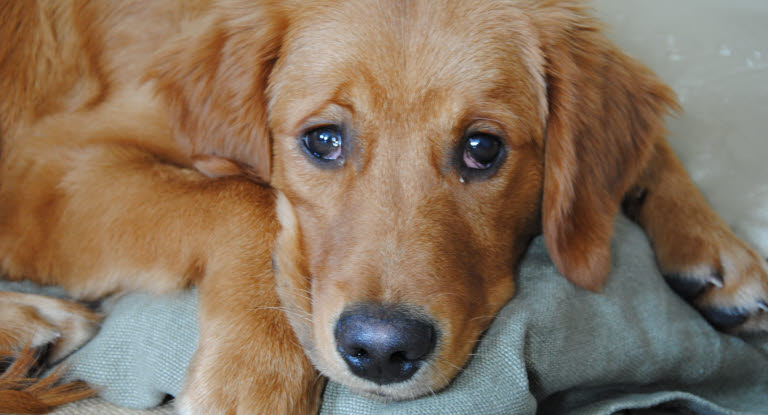 Hundar kan få biverkning av kortison