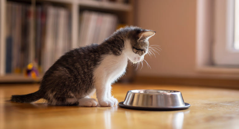 Vad ska kattungen äta?