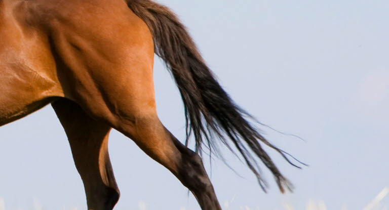 Häst som drabbats av korsförlamning