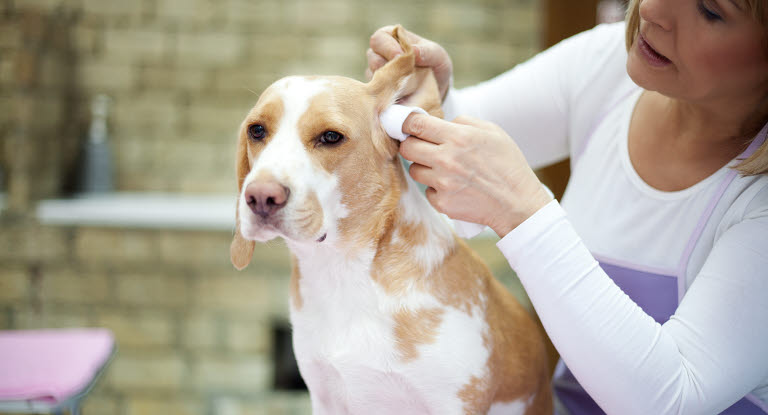 Hund får sina öron rengjorda.