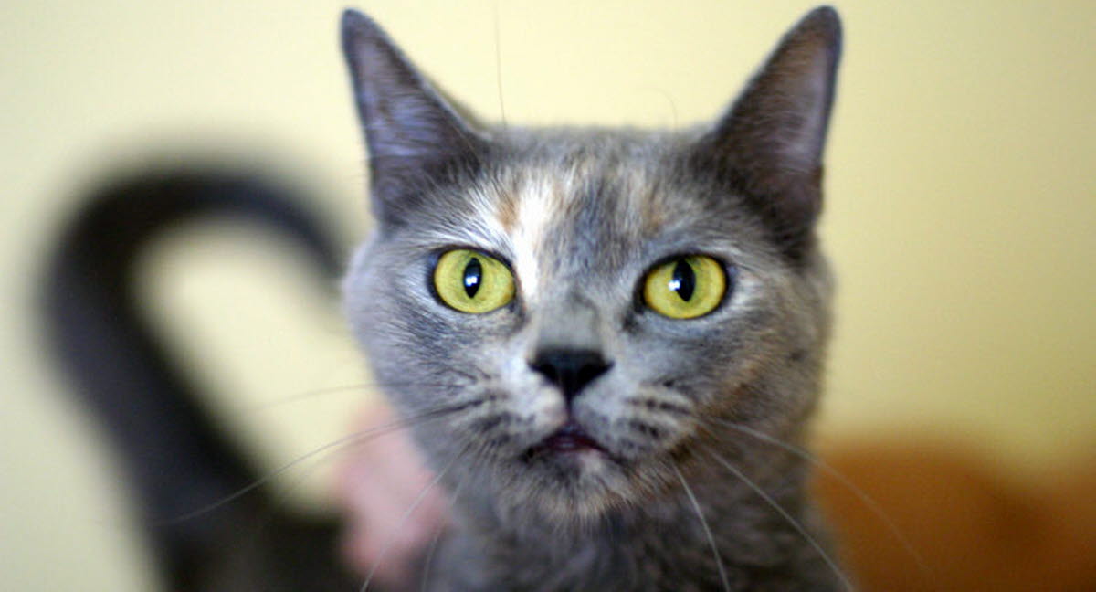 grumliga ögon katt grumliga ögon katt