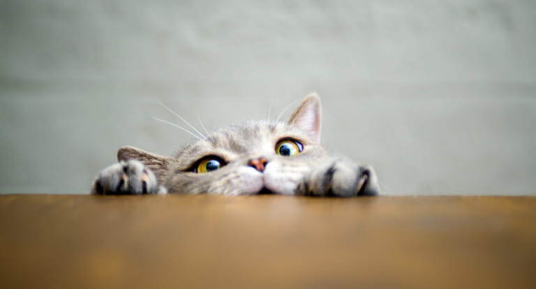 Nyfiken katt. Vad kan vi egentligen om våra katter?